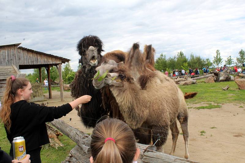 Návštěvníci aktuálně do chlebské Zoo nesmí. Snímky jsou z loňského křtu velbloudice.