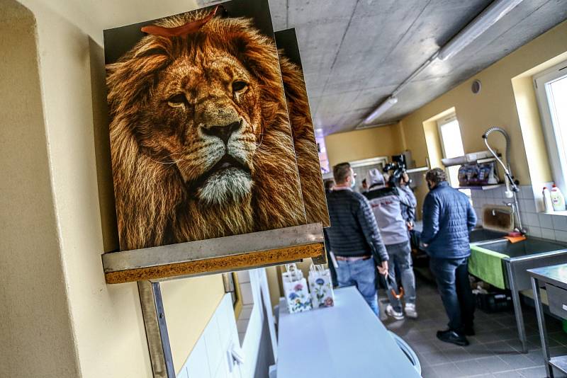 Zoo v pondělí opět otevře svoje brány, těšit se na vás budou třeba lvi nebo medvědi.