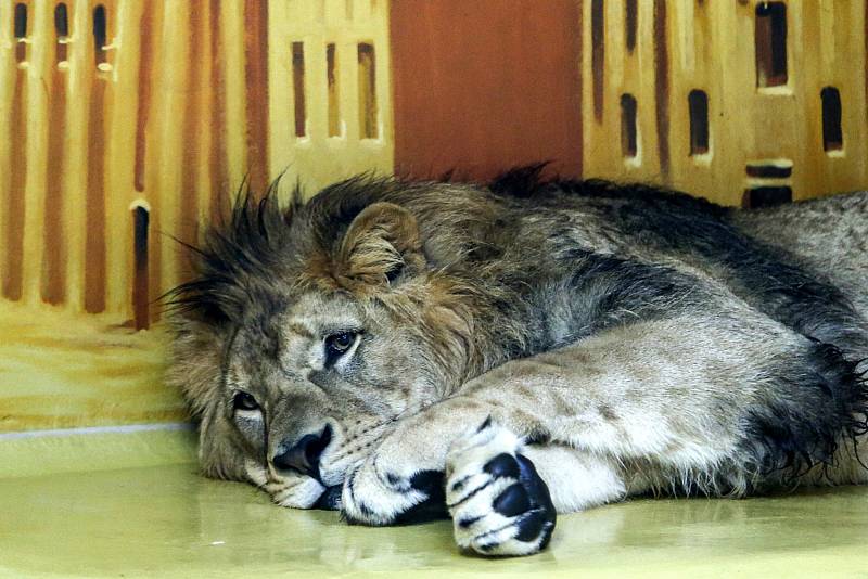 Zoo v pondělí opět otevře svoje brány, těšit se na vás budou třeba lvi nebo medvědi.