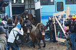 Do dvouhektarové aklimatizační ohrady bylo ve středu odpoledne vypuštěno čtrnáct klisniček divokých koní z anglického Exmooru.