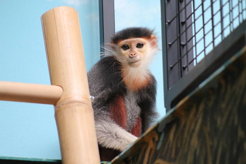 Do Zoo Chleby dorazili nejkrásnější primáti planety