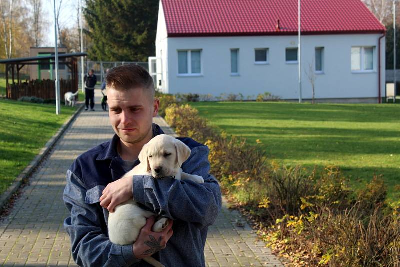 Dvojice labradorů Niko a Nairo po tři čtvrtě roce výchovy nastoupí kurz vodících psů. Odsouzení budou místo nich vychovávat malé fenky Cheron a Chutney.