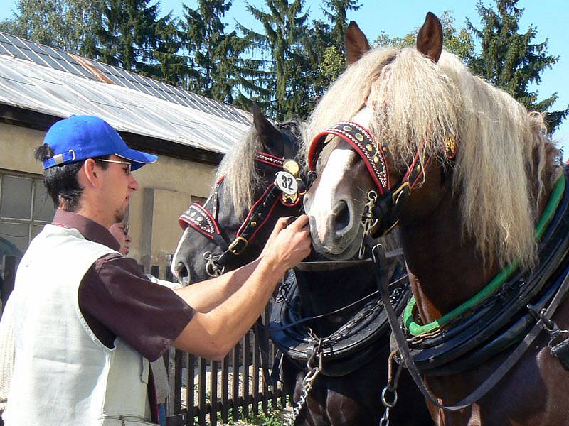 Výstavě Kůň 2007 patří do neděle lyské Výstaviště.