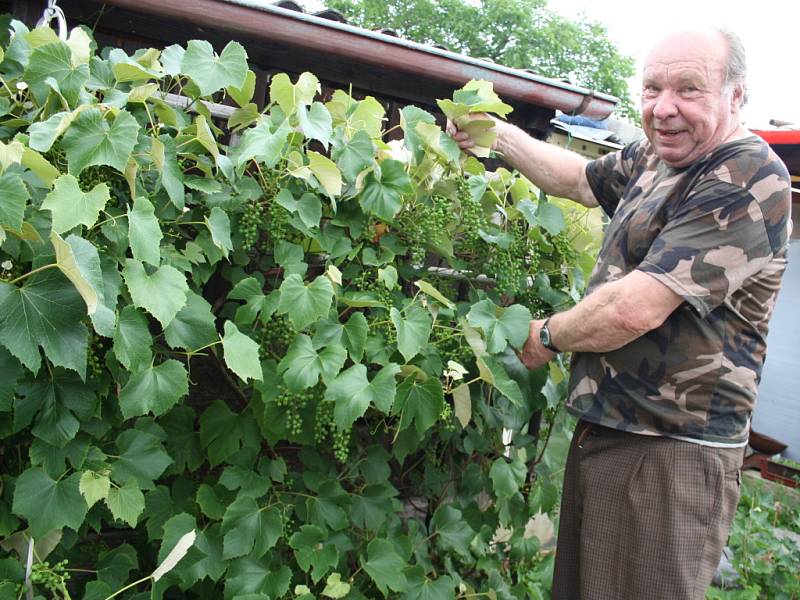 Pěstitel Jiří Vrzal u keříku obaleného vínem