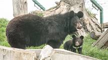 Medvědi ušatí v Zoologické zahradě Chleby.