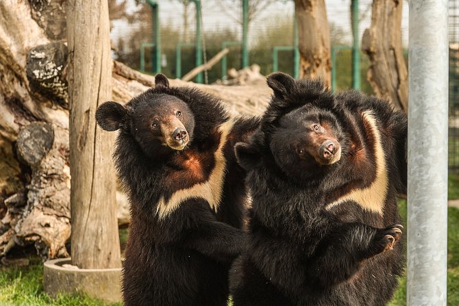 Medvědi v chlebské zoo ve čtvrtek 21. března 2024.