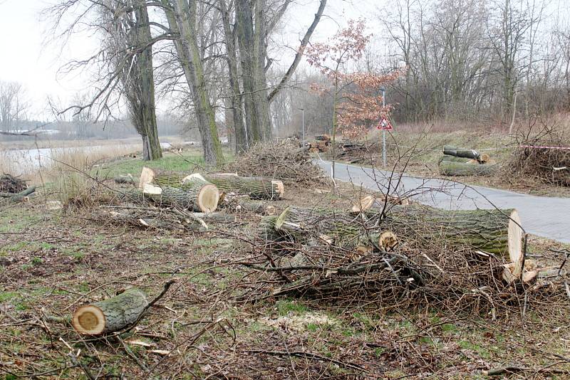 Situace u cyklostezky u Labe za železničním mostem po třech dnech kácení topolů.