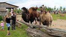 Návštěvníci aktuálně do chlebské Zoo nesmí. Snímky jsou z loňského křtu velbloudice.