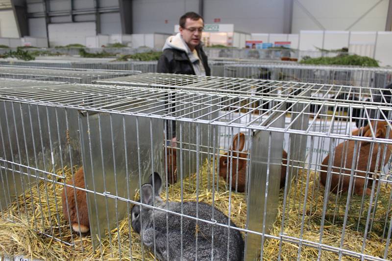 Výstava Náš chovatel nabízí každoročně přehlídku nejzajímavějších chovaných zvířat nejen z celého kraje.