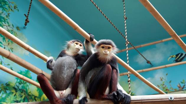 Vzácné opičky v Zoo Chleby budou slavit první Vánoce