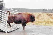 Tříletý zubří býk pocházející z milovické rezervace vybíhá do obory Židlov v Ralsku.