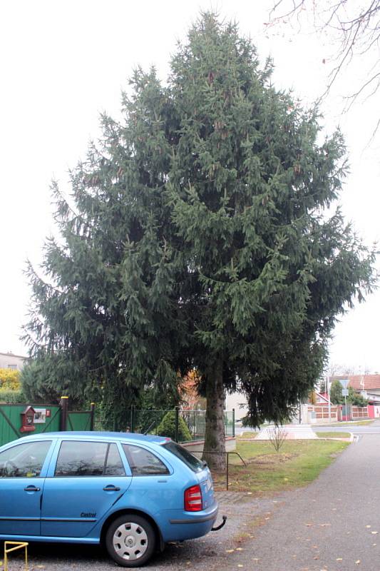Vánoční strom pro Poděbrady roste v Senicích.