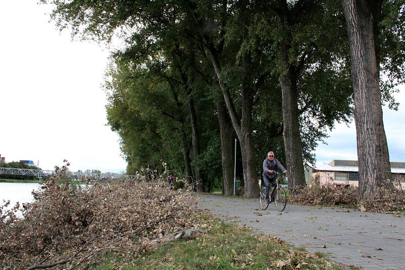 Odborná firma prořezala více než stovku topolů podél cyklostezky u Labe v Nymburce.