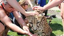 Gepardice Mzuri byla jednou z hlavních atrakcí oslav 20 let od založení chlebské zoo.