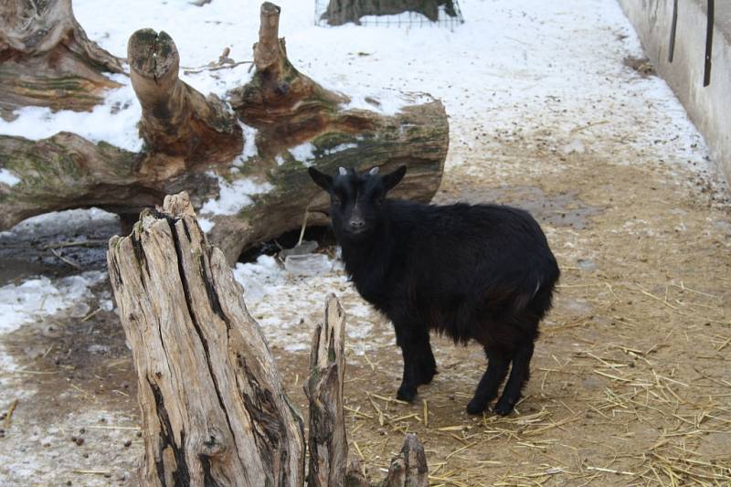 Chlebská zoo v zimě.