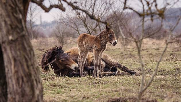 Milovické rezervace divokých koní, zubrů a praturů funguje už šest let.