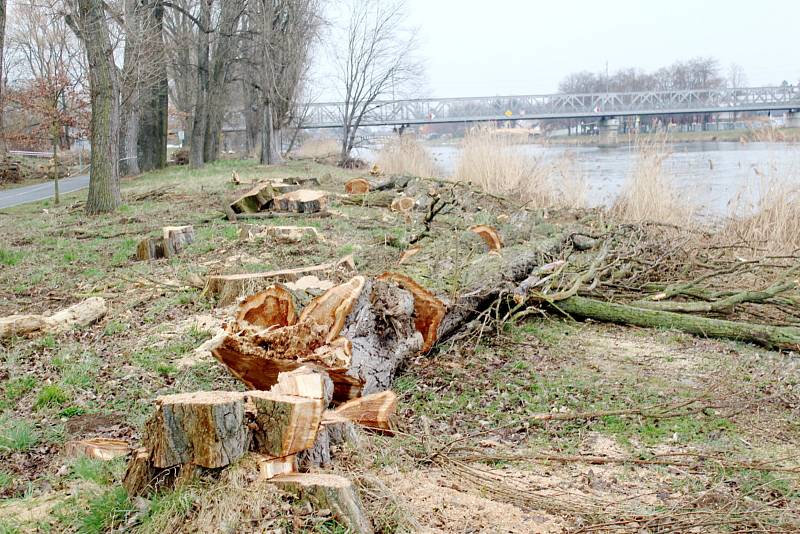 Situace u cyklostezky nedaleko Labe po třech dnech kácení.