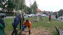 Sázení dvou nových smutečních vrb na labském břehu pod soudem