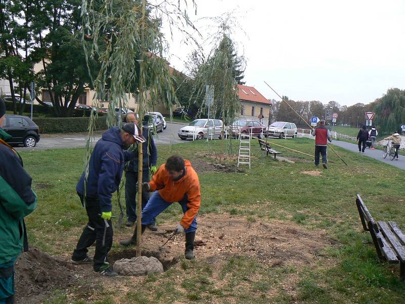 Sázení dvou nových smutečních vrb na labském břehu pod soudem