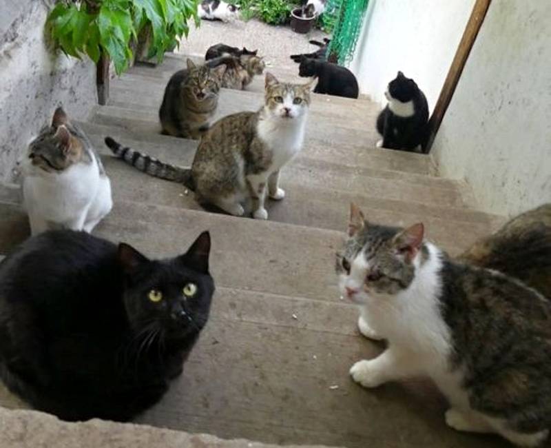 V kočičím depozitu Catky se stále pohybuje kolem 50 koček, o které se stará jeho provozovatelka.
