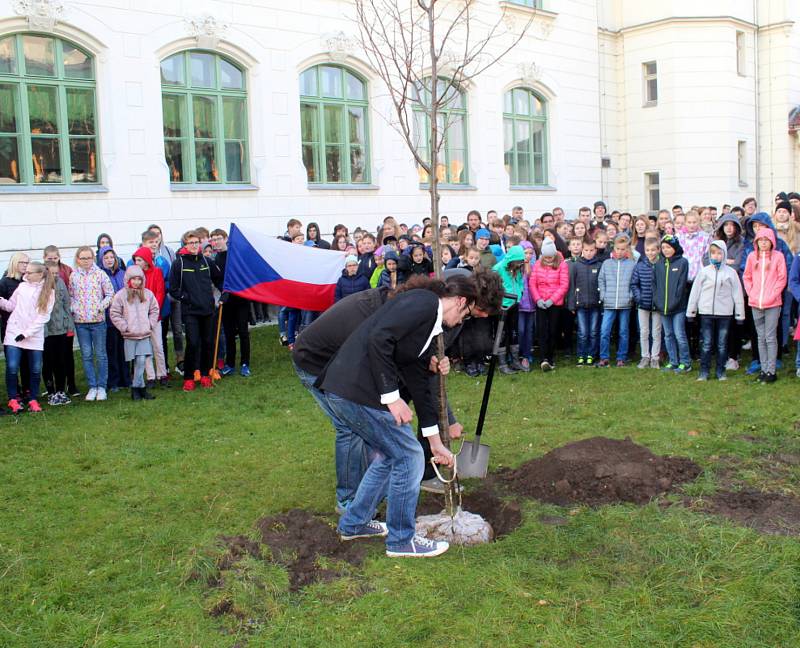 U Gymnázia Bohumila Hrabala roste od pondělí 22. října Lípa republiky.