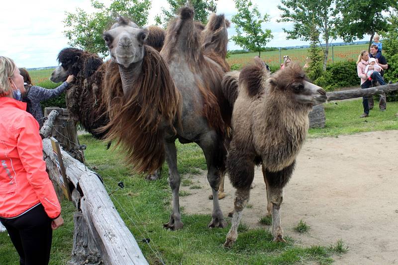 Návštěvníci aktuálně do chlebské Zoo nesmí. Snímky jsou z loňského křtu velbloudice.