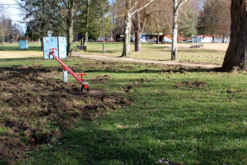 Divoká prasata rozryla vekou část zelených ploch na poděbradském Jezeře.