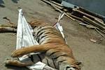 Celníci a inspektoři odhalili nelegální obchod s tygry