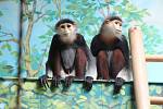 Do Zoo Chleby dorazili nejkrásnější primáti planety