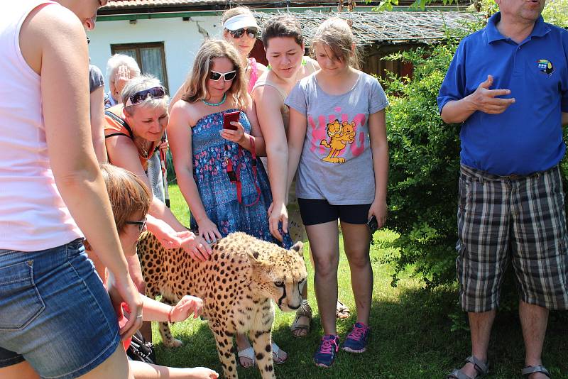 Gepardice Mzuri byla jednou z hlavních atrakcí oslav 20 let od založení chlebské zoo.