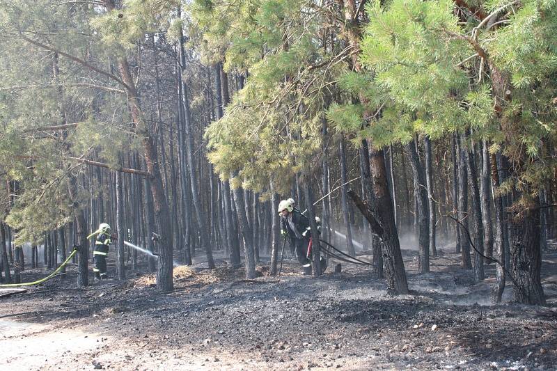 Požár lesíka a louky u D11