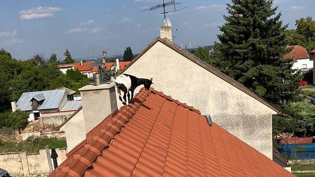 Zcela ojedinělým výletníkem do výšin byla mladá koza, která se o jednom červencovém sobotním odpoledni rozhodla prozkoumat okolí svého nového bydliště ze střechy rodinného domu ve Smečně nedaleko Kladna.