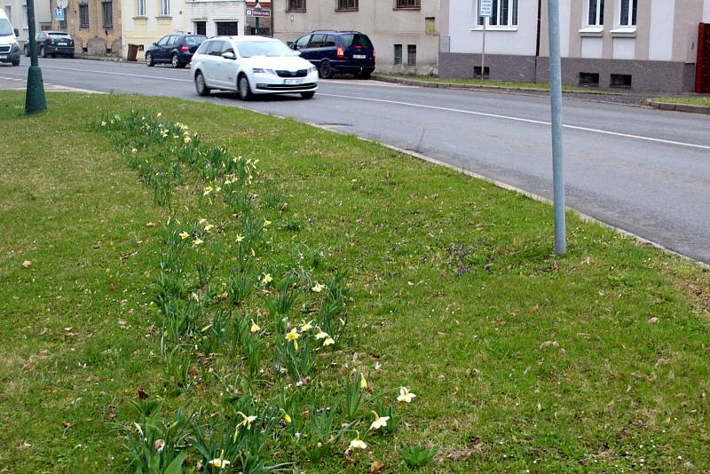 Jarní květiny u kruhového objezdu na Kolínské ulici v Nymburce.