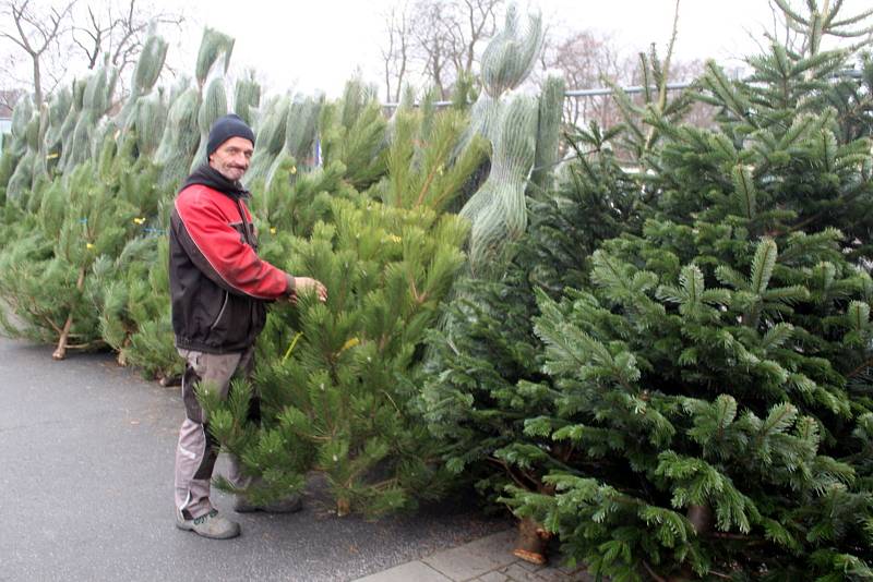 Prodej vánočních stromků na parkovišti před řetězcem Albert v Nymburce se rozjíždí.