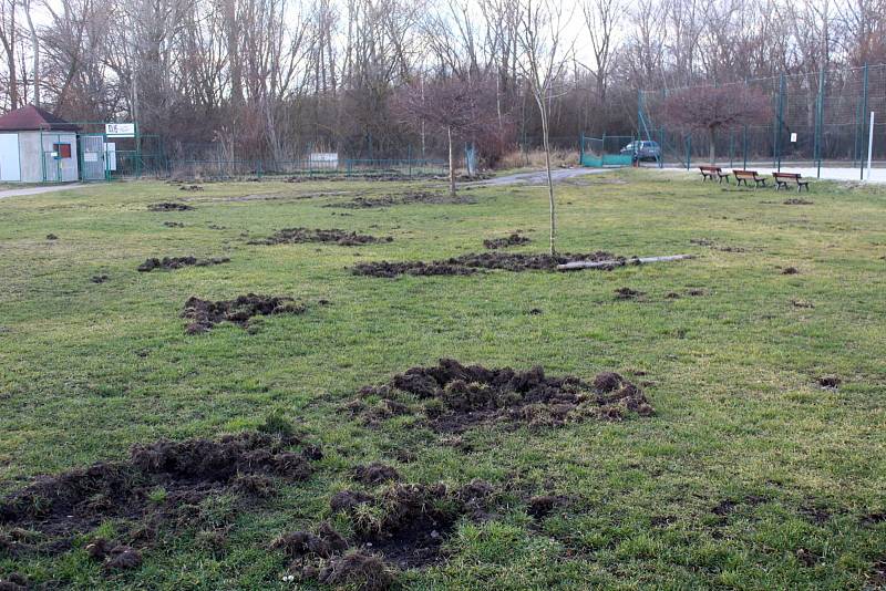 Divoká prasata rozryla vekou část zelených ploch na poděbradském Jezeře.