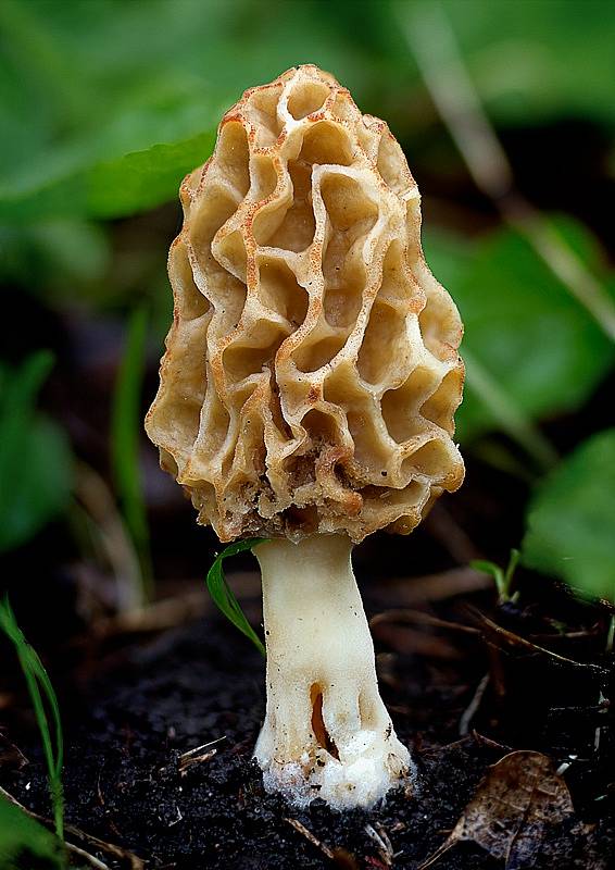 Smrž obecný (Morchella esculenta)