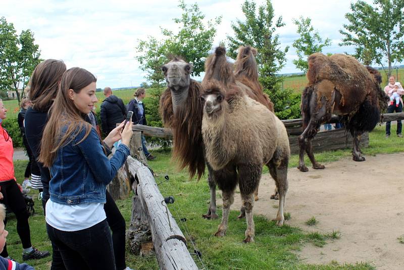 V sobotu odpoledne se v chlebské Zoo konal křest malé velbloudice.