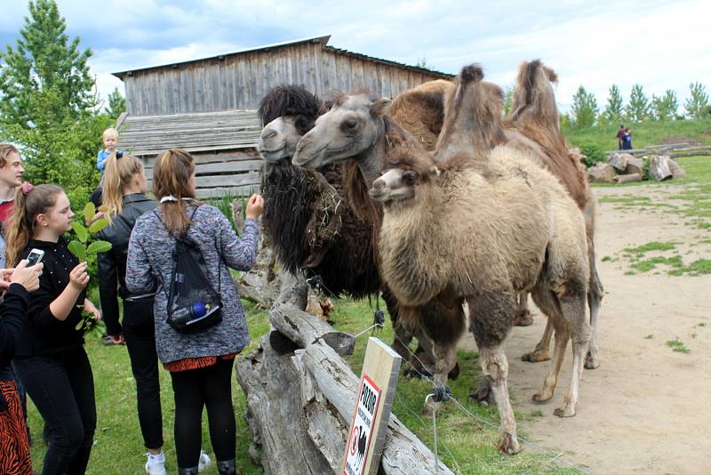 Návštěvníci aktuálně do chlebské Zoo nesmí. Snímky jsou z loňského křtu velbloudice.