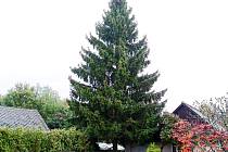 Vánoční strom pro Nymburk roste v Seleticích.