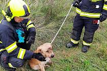 Drážní hasiči z Nymburka se zachráněným zraněným psem.