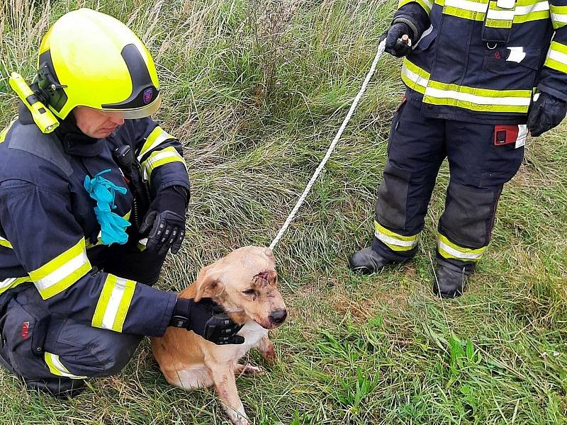 Drážní hasiči z Nymburka se zachráněným zraněným psem.