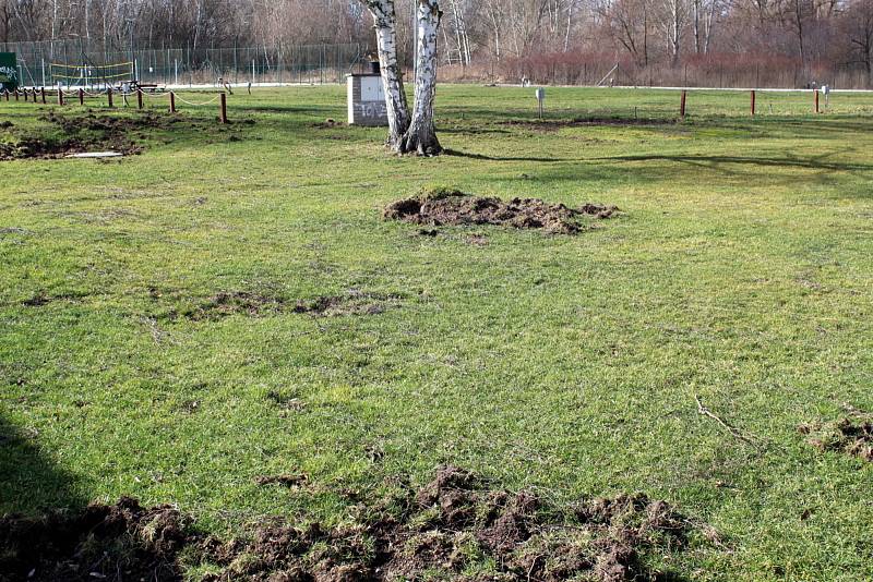 Divoká prasata rozryla vekou část zelených ploch na poděbradském Jezeře.