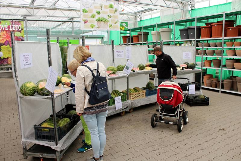 Melouny v zahradnictví u Libice mohli příchozí také ochutnat.