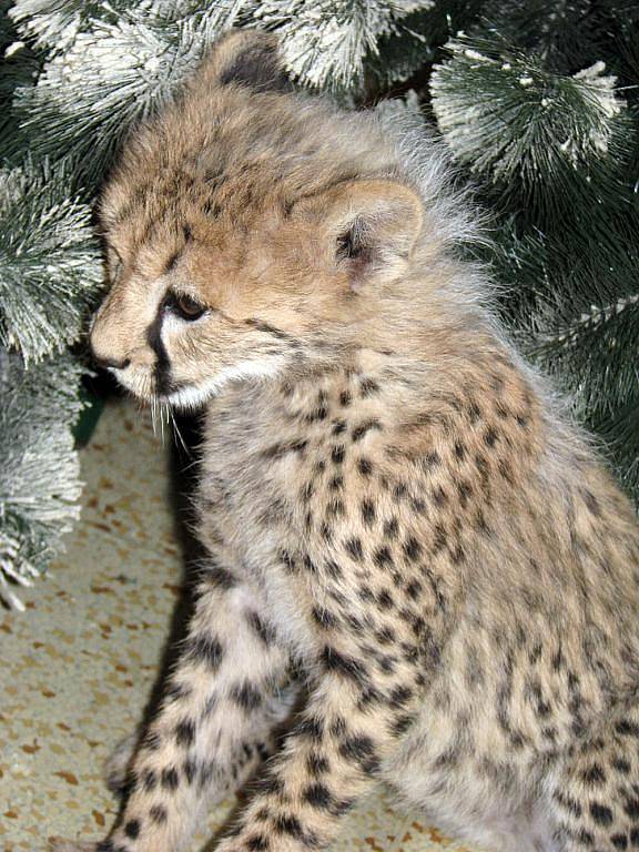 V chlebské zoo mají nový přírůstek. Tříměsíční gepardici Mzuri, která dokonce spí i v posteli.