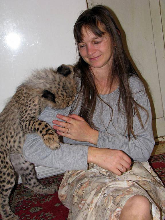 V chlebské zoo mají nový přírůstek. Tříměsíční gepardici Mzuri, která dokonce spí i v posteli.