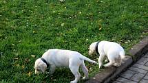 Dvojice labradorů Niko a Nairo po tři čtvrtě roce výchovy nastoupí kurz vodících psů. Odsouzení budou místo nich vychovávat malé fenky Cheron a Chutney.