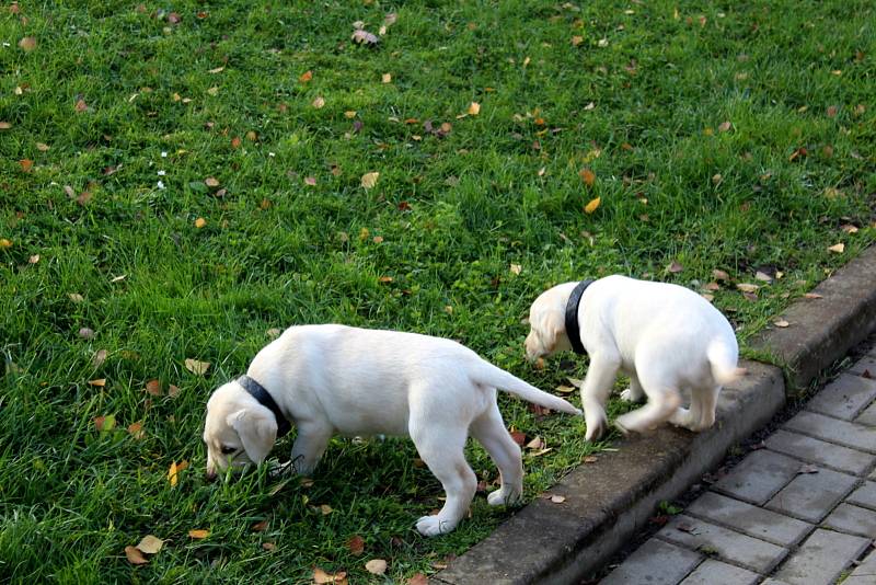 Dvojice labradorů Niko a Nairo po tři čtvrtě roce výchovy nastoupí kurz vodících psů. Odsouzení budou místo nich vychovávat malé fenky Cheron a Chutney.