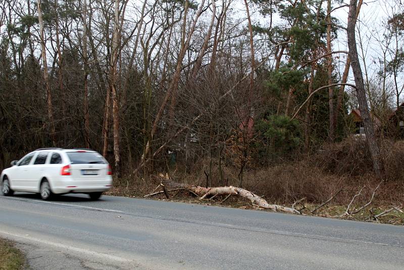 Vichr vyvrátil řadu stromů v Babíně.