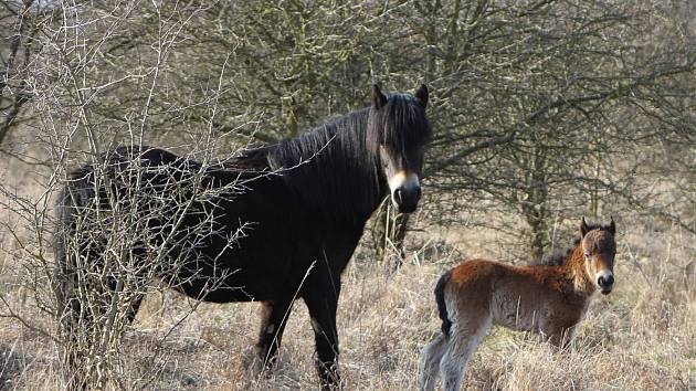 První hříbě se narodilo také ve stádu u Benátek nad Jizerou