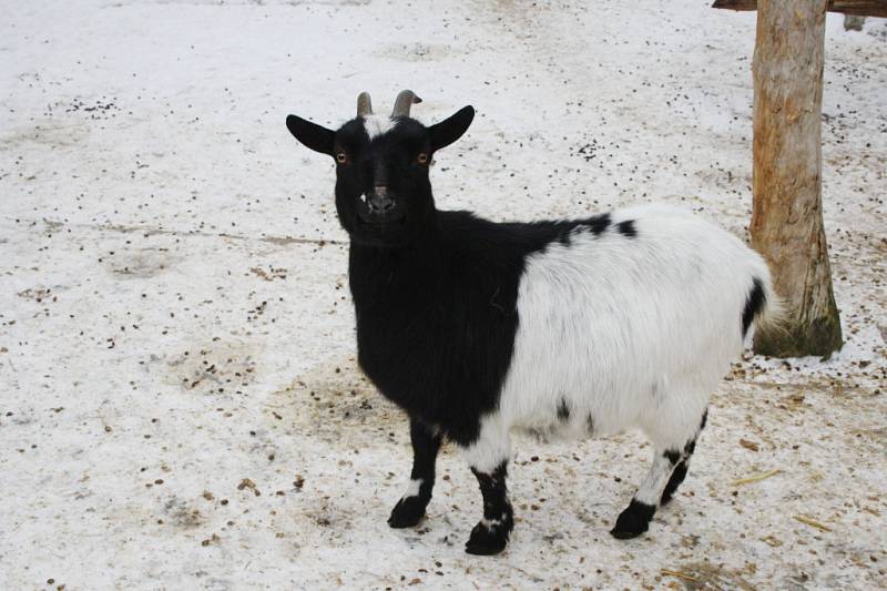 Chlebská zoo v zimě.